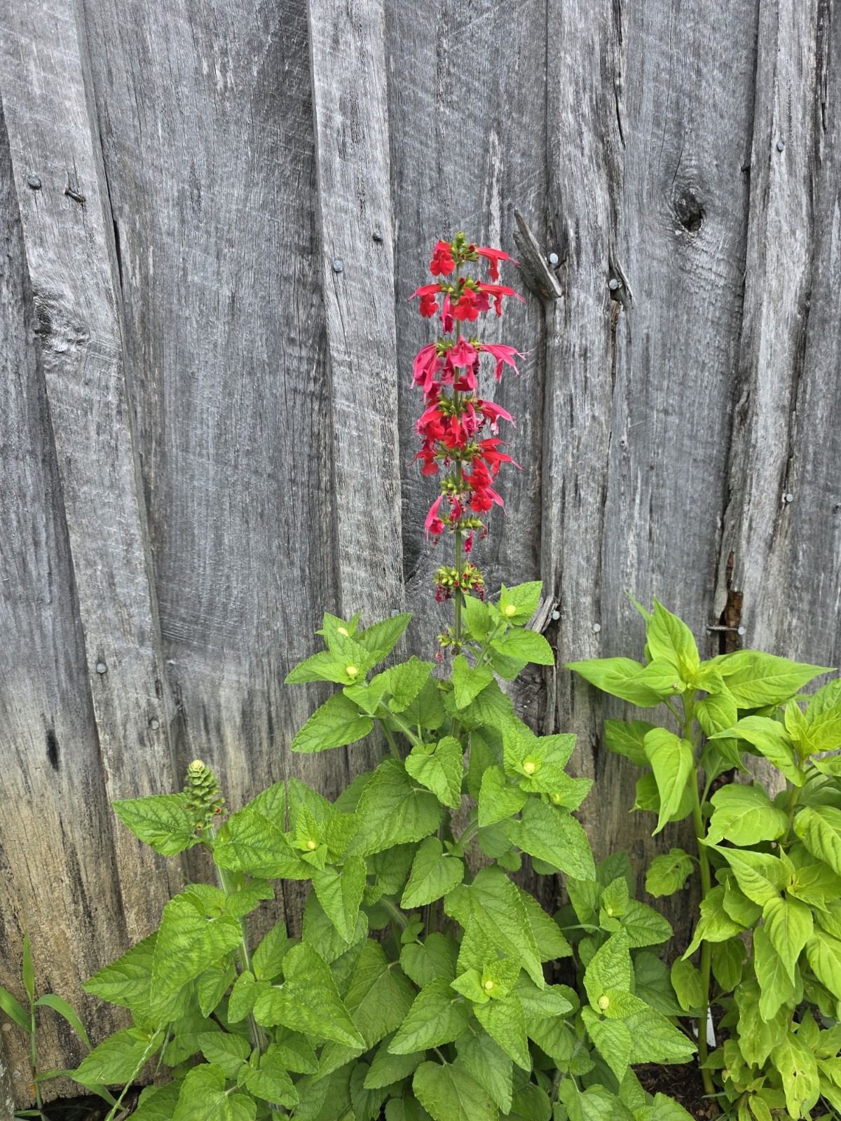 Pineapple Sage Seeds 10 Organic Seeds *FREE SHIPPING*