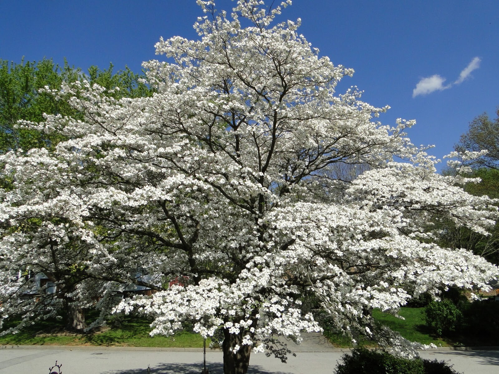 FLOWERING DOGWOOD TREE LIVE PLANT 12-18 INCHES SET OF 2