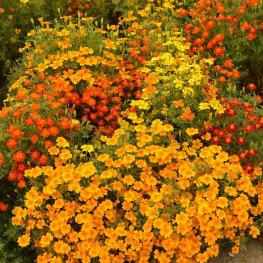 Signet Marigold STARFIRE MIX 12″ Beneficial | Cutting Garden! Non-GMO 200 Seeds!