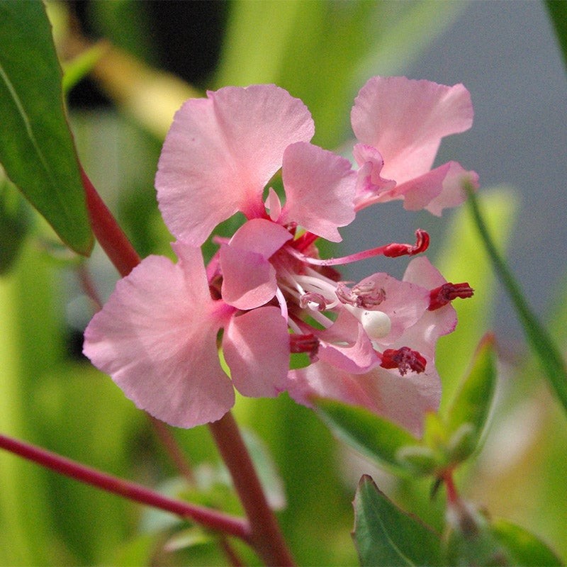 Elegant Clarkia Seeds Clarkia elegans Free Shipping!