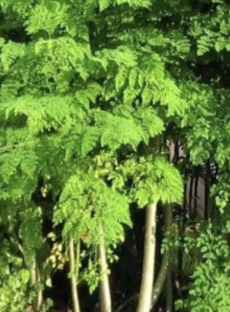 A Cup Moringa TREE Live Plant 4-7” TREE OF LIFE FRESH Food Forest Permaculture