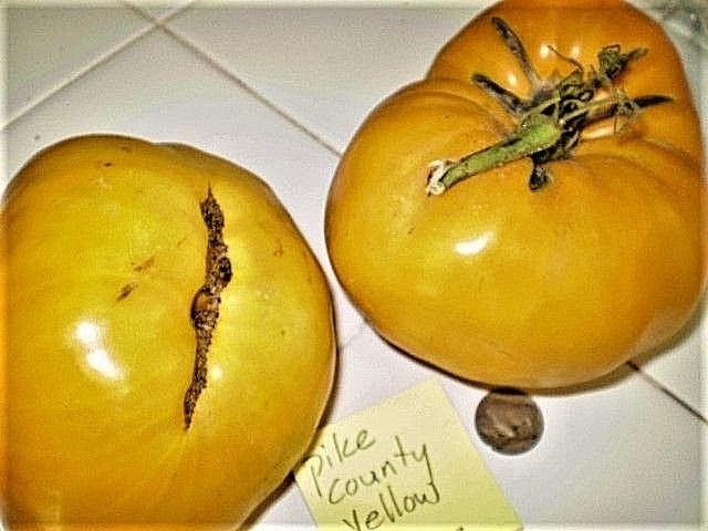 Pike County Yellow tomato BIG yellow heirloom non-gmo YUMM!