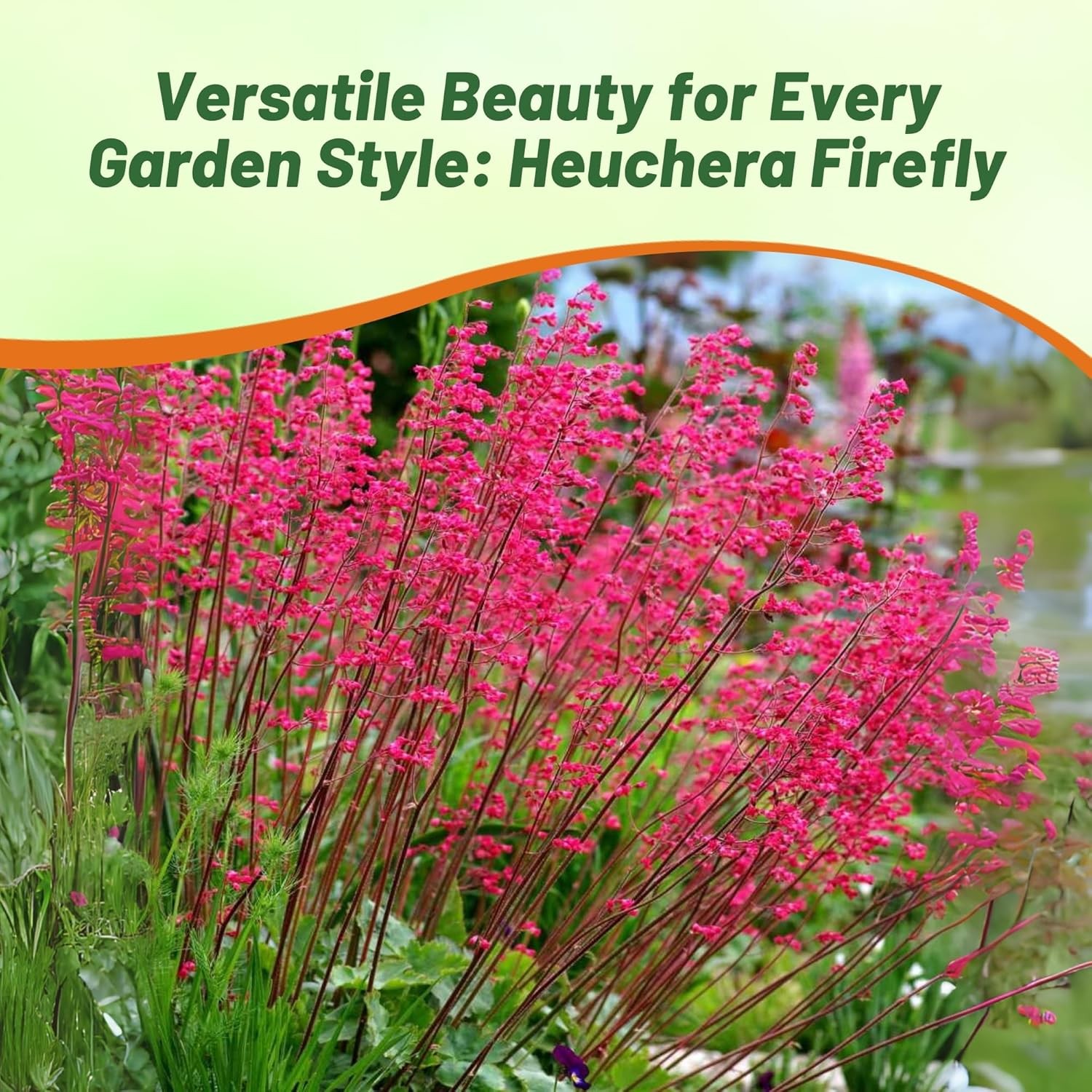 10000 Seeds Heuchera Firefly Seeds – Coral Bells Firefly Flower Seed