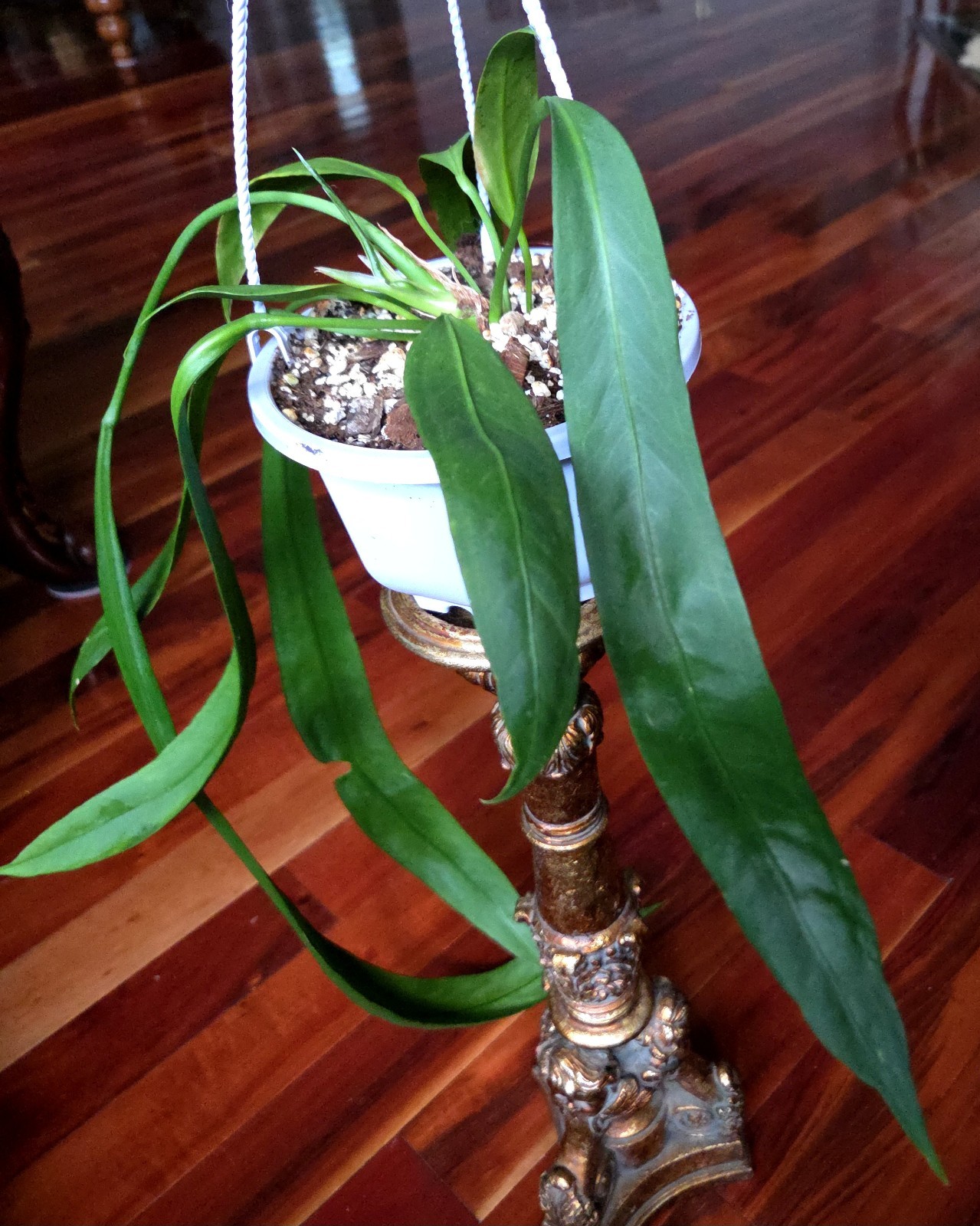 Rare XL Anthurium Vittarifolium 33″ Tall 28″ Leaves Not Philodendron Monstera