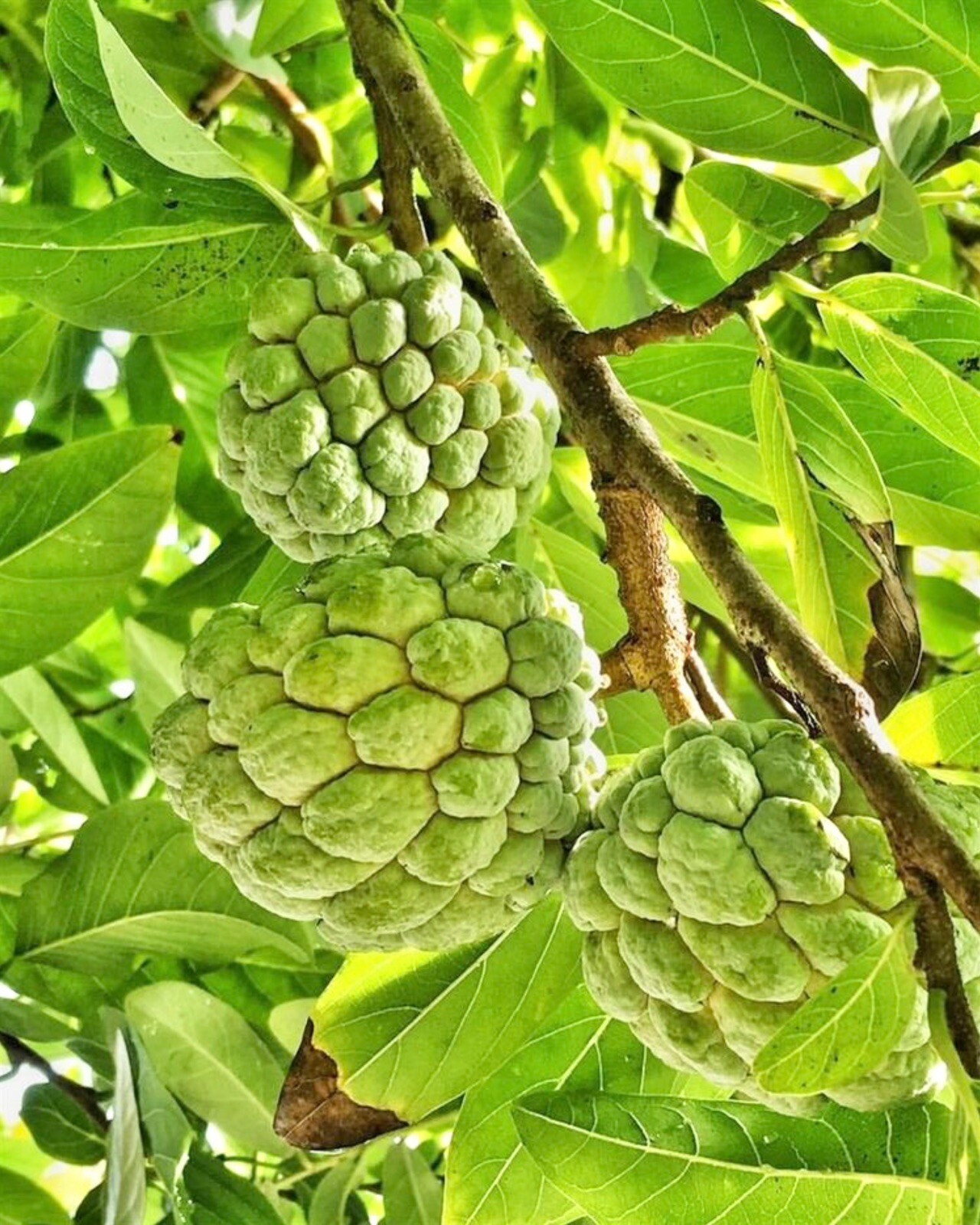 Sugar Apple/ Custard Apple tree 3ft to 4ft trees. nice and healthy.