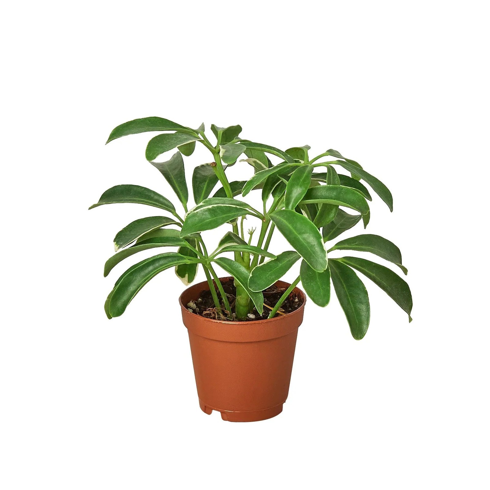 Schefflera Arboricola Umbrella Plant • Classic Green • 6″ or 8″ Pot