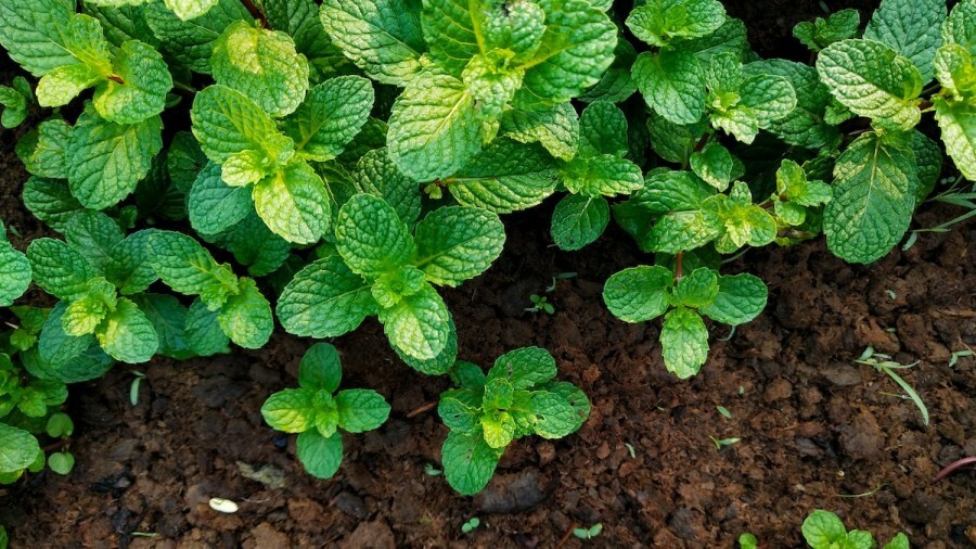 Spearmint plant rooted in soil 5″ – 8″