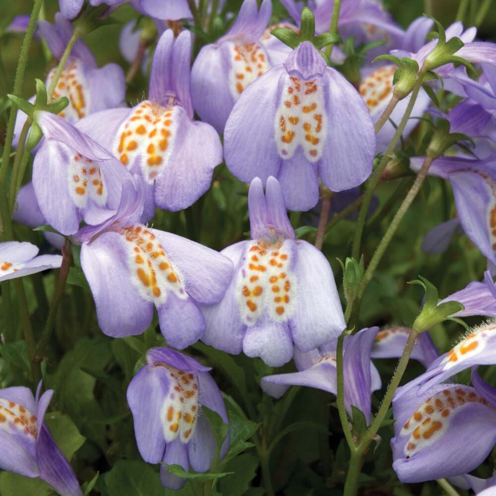 Mazus reptans Blue 15 Plants in 3-1/2 inch Pots