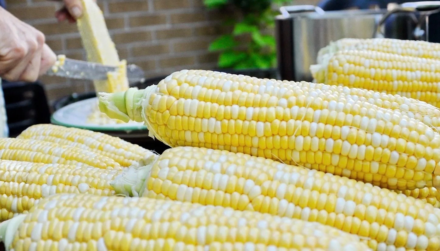 Peaches & Cream Sweet Corn Seeds, Bicolor Non-GMO Hybrid, Fresh 2026 USA Seller