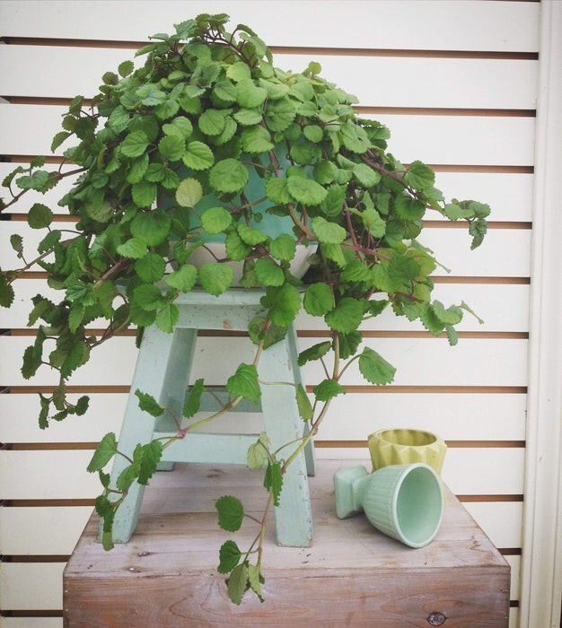 Green Swedish Ivy Live Plants -Size 3-8 Inches – Green Swedish Ivy Houseplant