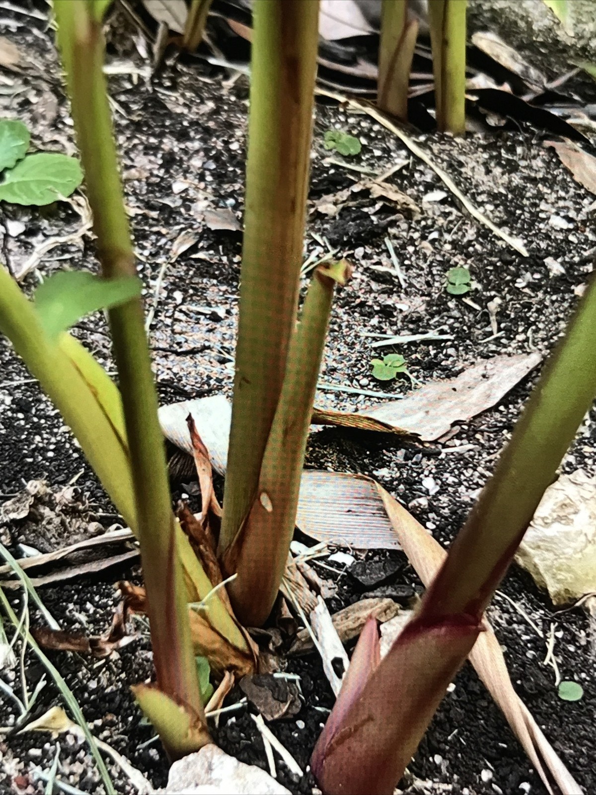 Hedychium Coronarium / Fragrant White Butterfly Lily / Ginger Lily ( 2 Roots)