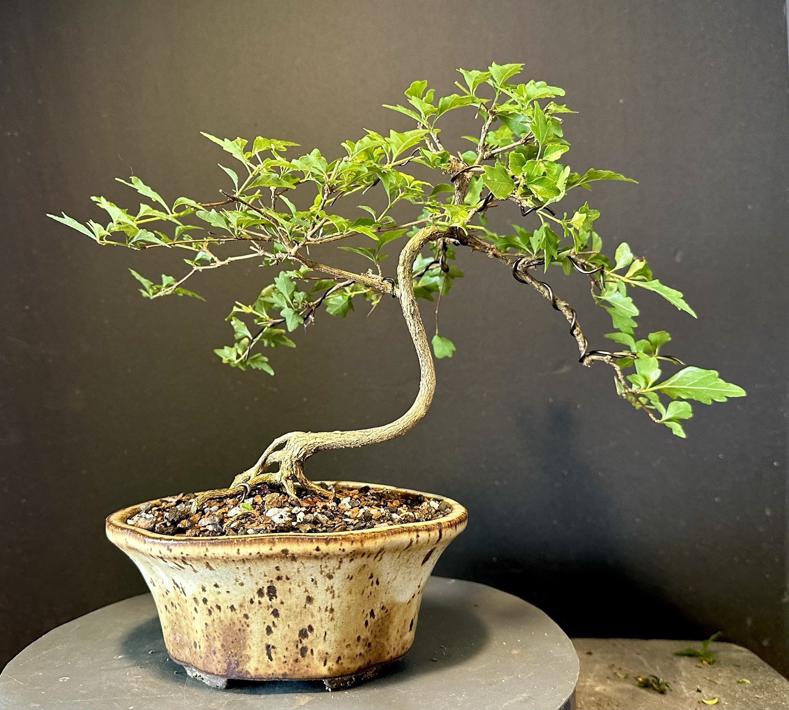 Bonsai Tree Japanese Musk Maple, Premna japonica, 11” tall quality Pot