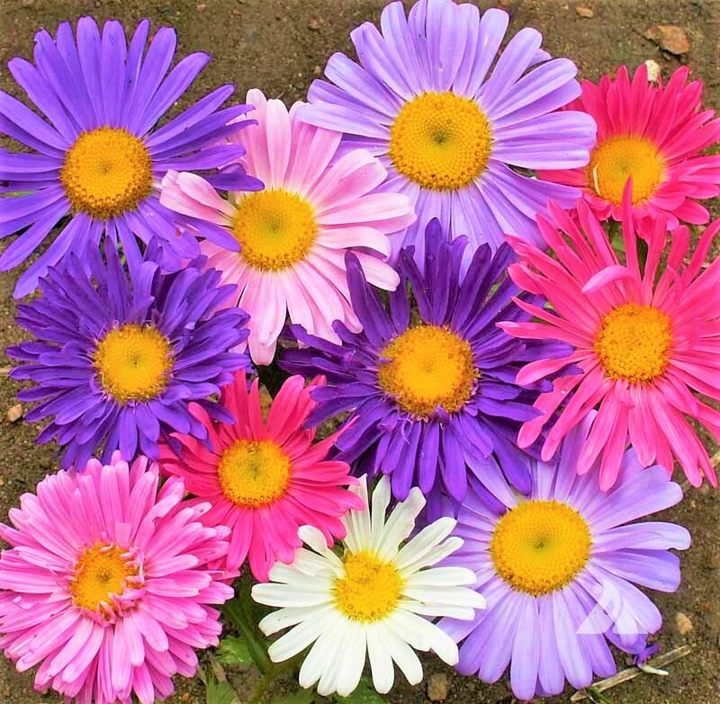 Single Mix China Aster Seeds | Callistephus Chinensis Daisy Cut Flower Seed 2024