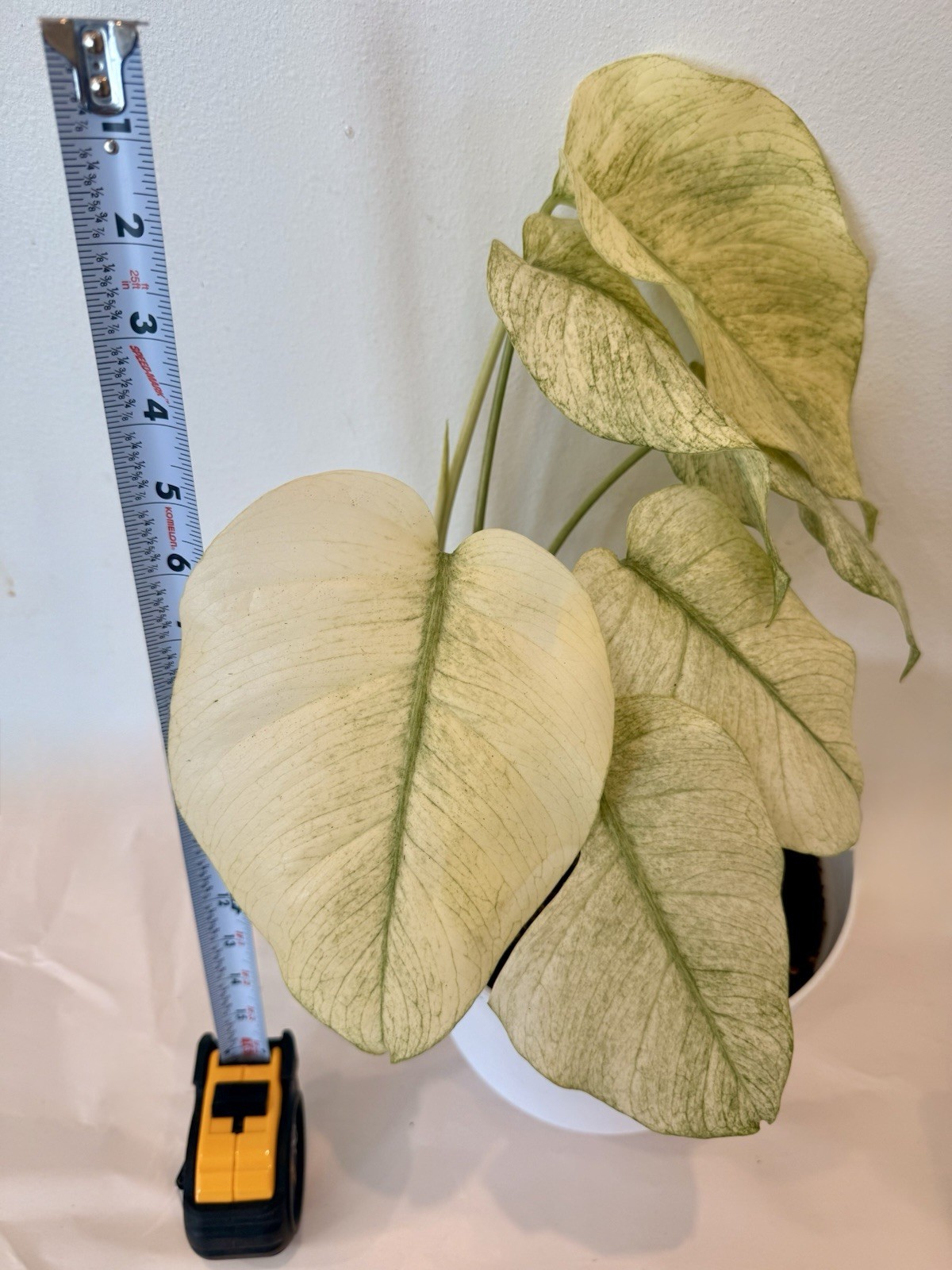 Rooted Monstera Deliciosa Mint Variegata Plant