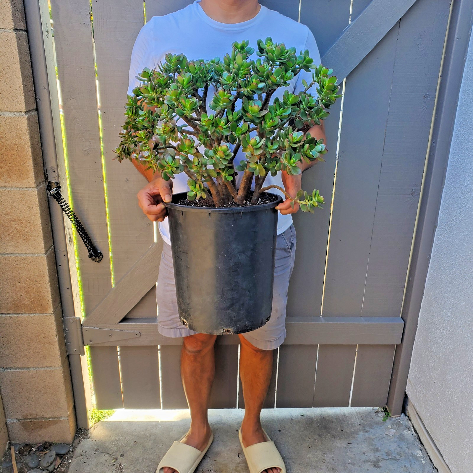 Jade Crassula Ovata Crossby Jade Succulent