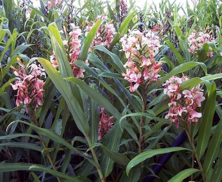 Hedychium PINK V BUTTERFLY GINGER! Very Fragrant Blooms! 1 Rhizome!
