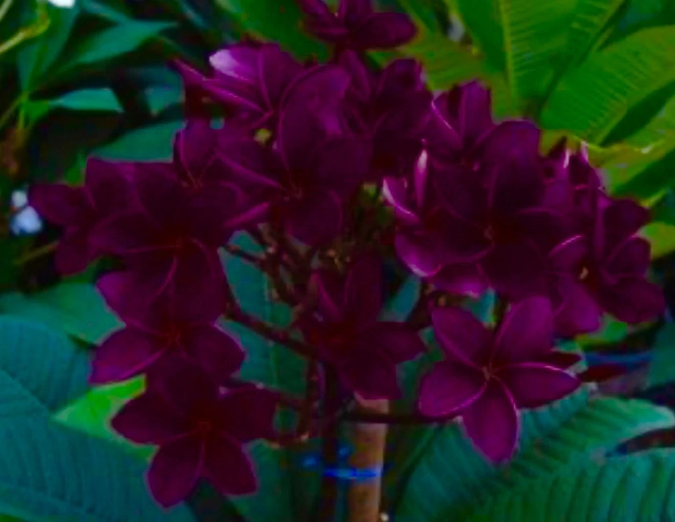 Royal Flush-Plumeria Rubra Frangipani-SMALL Rooted Seedling Plant 4-6 inches