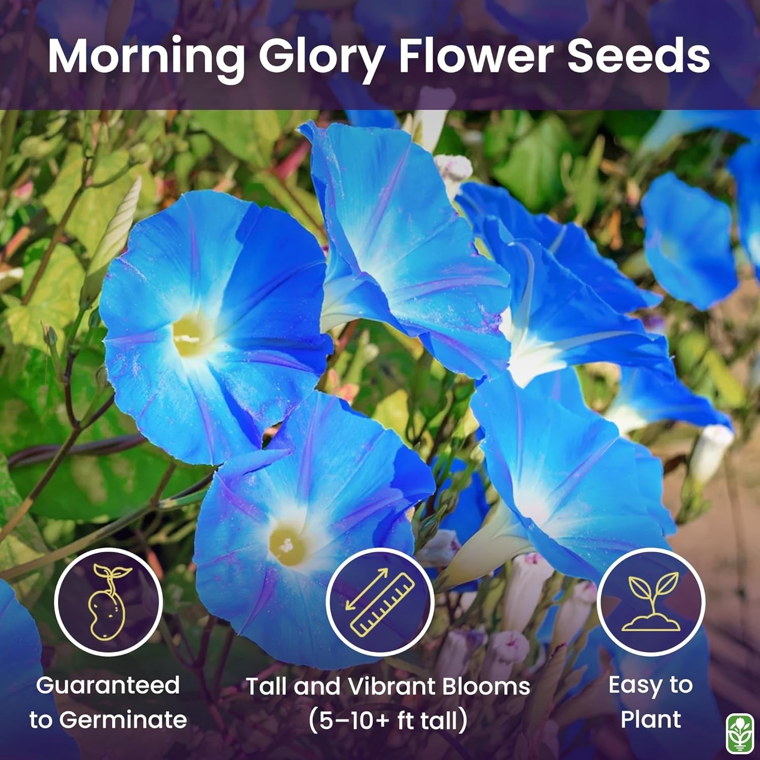 Fast-Growing Morning Glory Seeds – 250 Heavenly Blue Vines for Butterfly Gardens