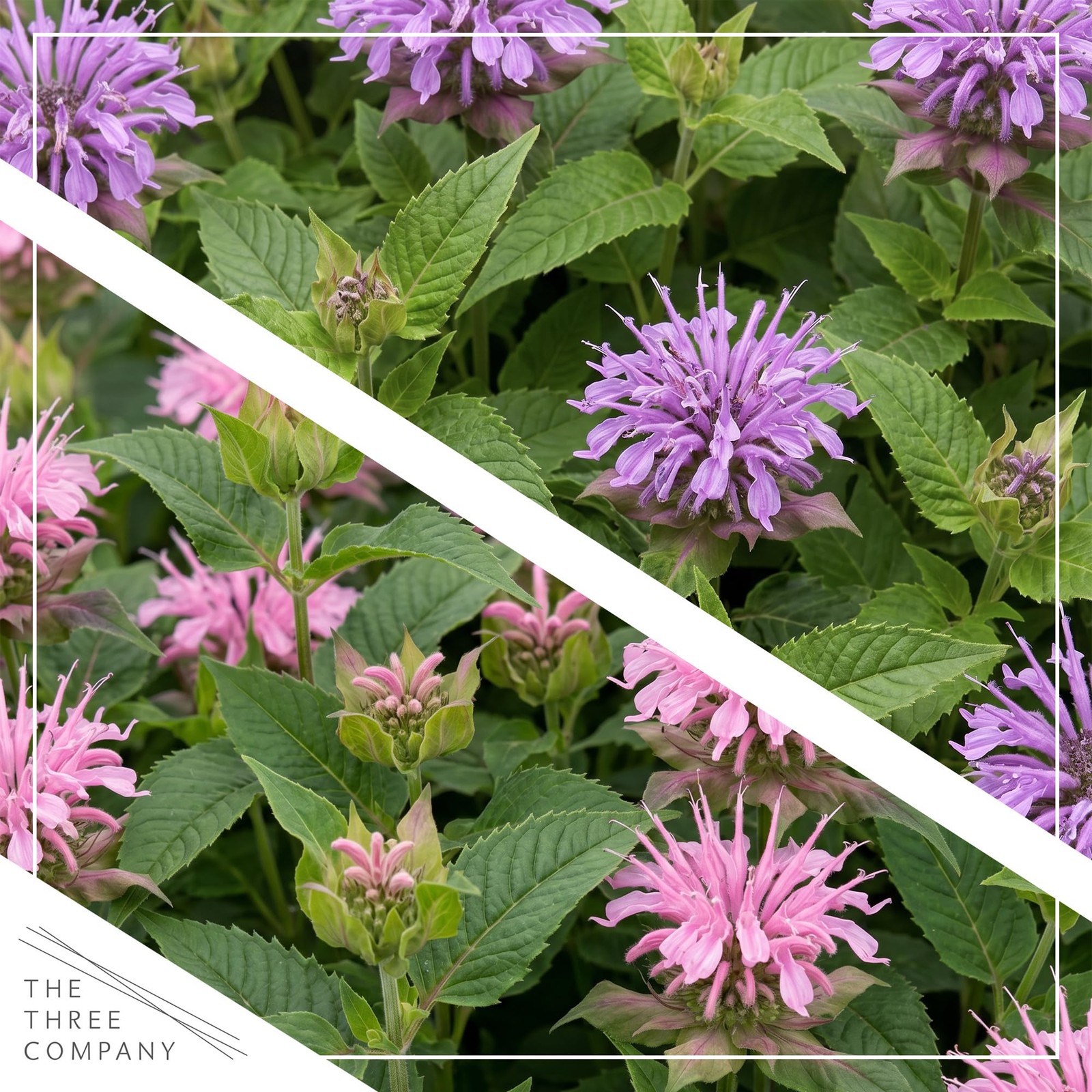 Live Flowering Bee Balm Assorted Colors 2 Plants Per Pack, Pollinator Attra…