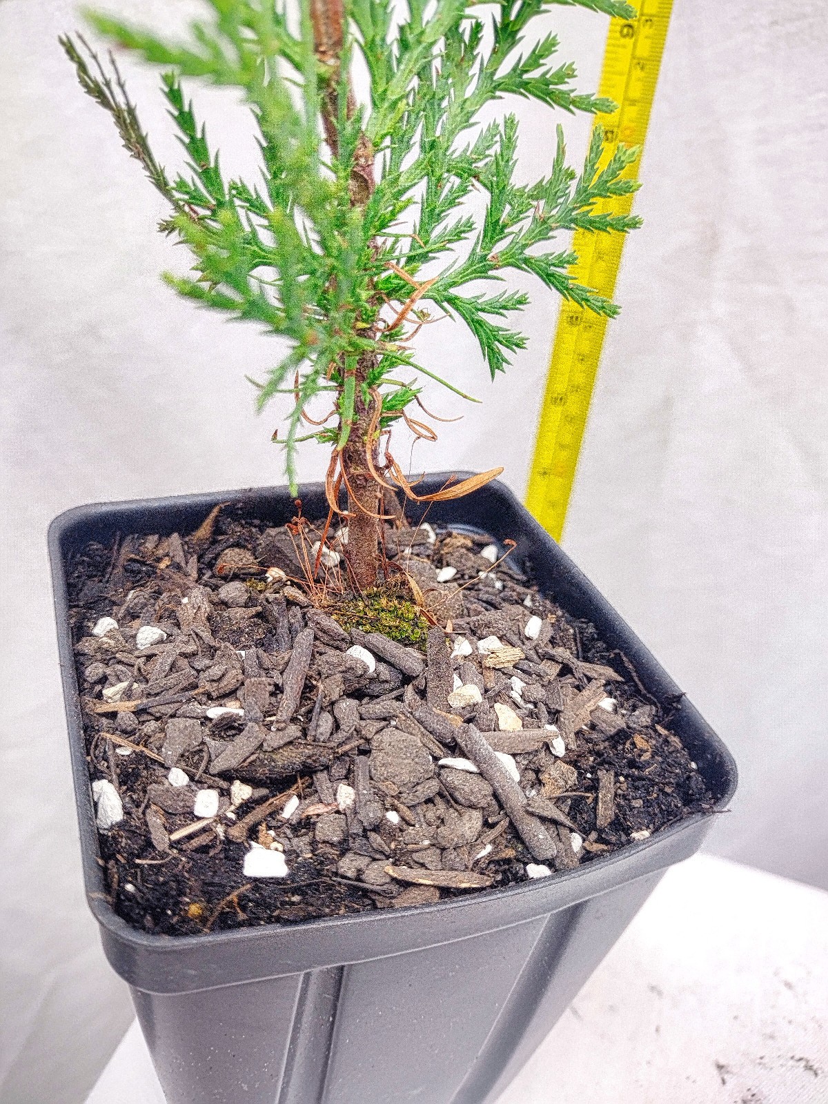 Incense Cedar tree in small nursery pot. Calocedrus decurrens.