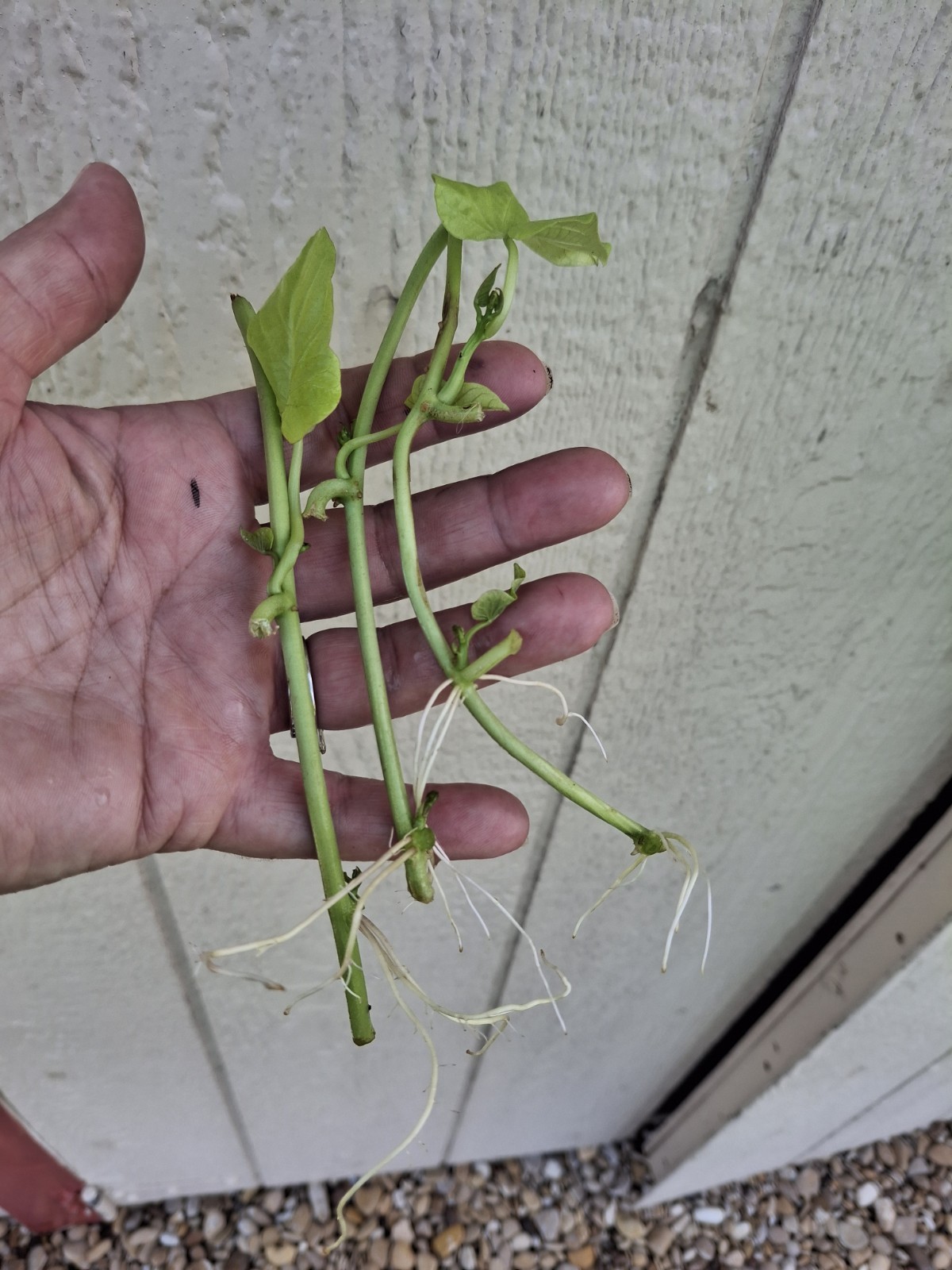 3 Live Rooted Ornamental Sweet Potato Vine. Easy To Grow. Ready To Plant!