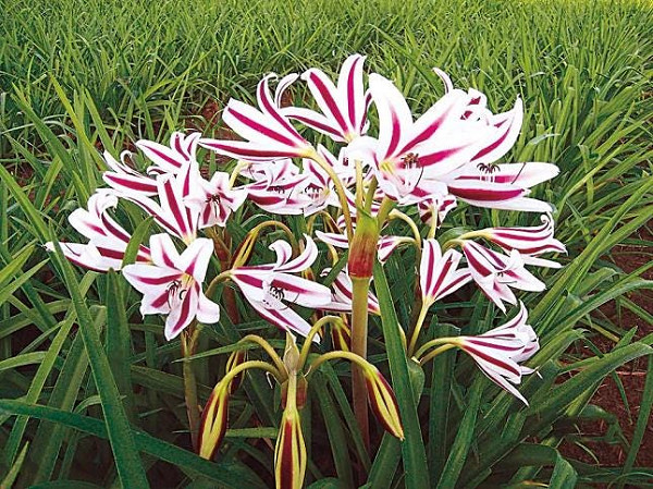 Red/White Crinum Lily Bulbs 1 Count-up to 2 ft tall from bulb to leaf tips