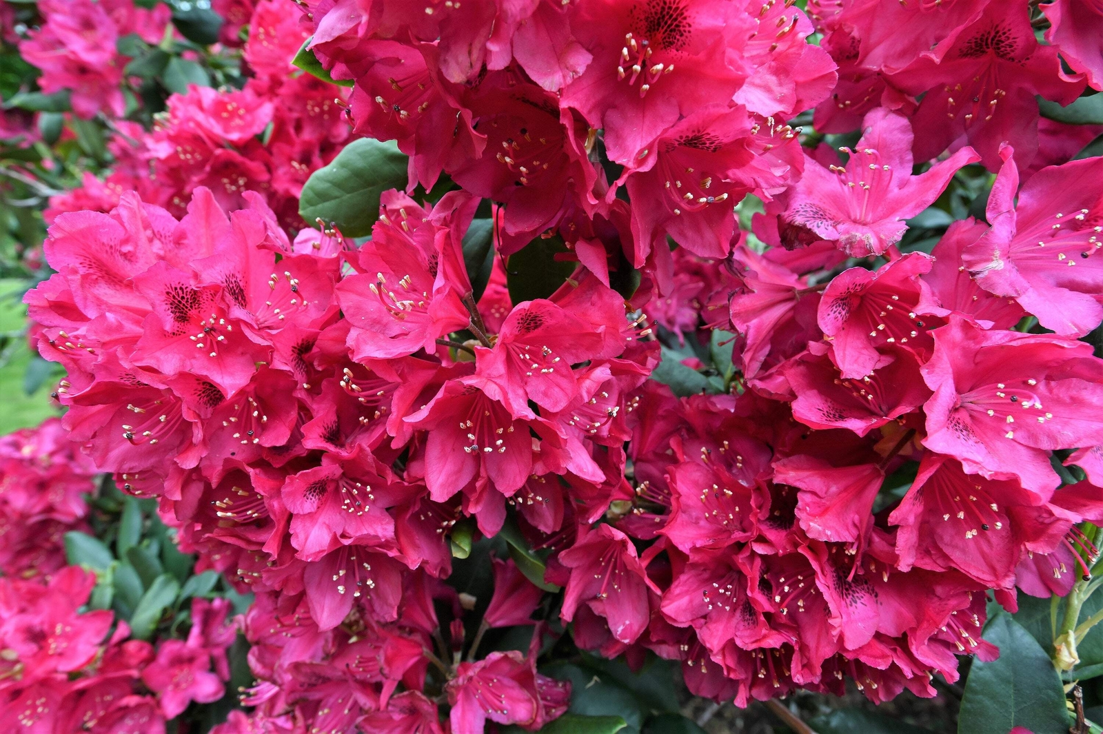 50 MIXED HYBRIDS RHODODENDRON spp Mixed Colors Flower Sun Shade Bush Shrub Seeds