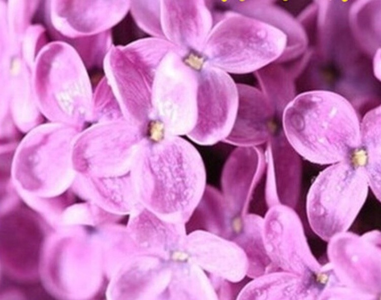 25pc LILAC SEEDS Garden Plant Flower rare bloom exotic USA seller FREE shipping