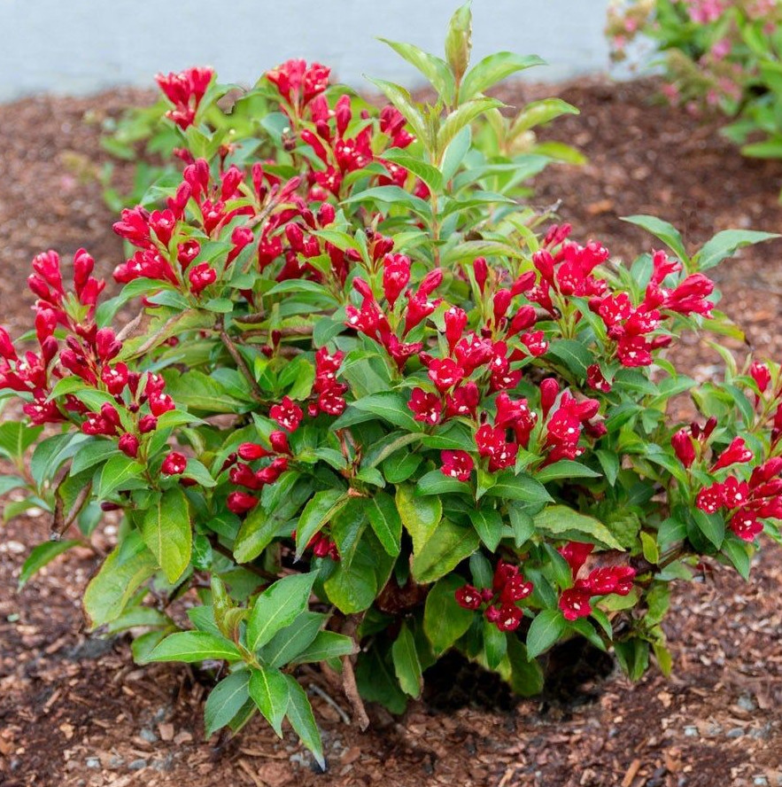 Live Red Weigela Tree – Quart Pot – Flowering Ornamental Bush