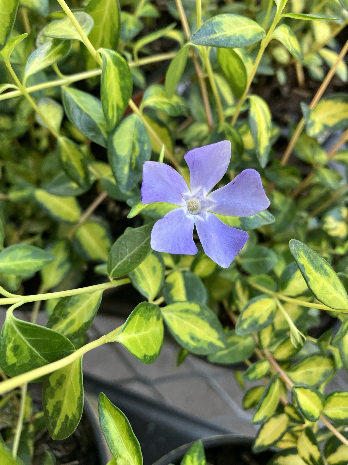 Periwinkle Vinca Minor Variegated 6” Pot