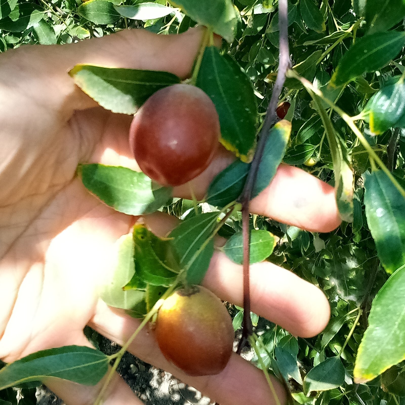 T606A (2)Sugar Cane Sugarcane Jujube Tree 8″ Thin Cutting Graft Scion/Bud NoRoot