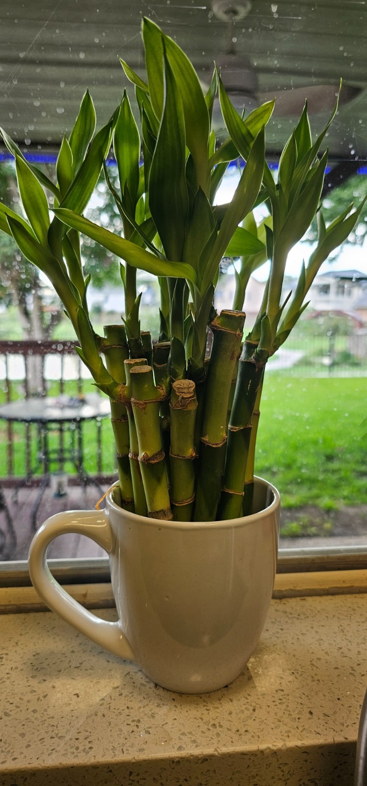 Live LUCKY BAMBOO – Ten 6″ stalks (Great Gift, EASY TO CARE FOR, houseplant)