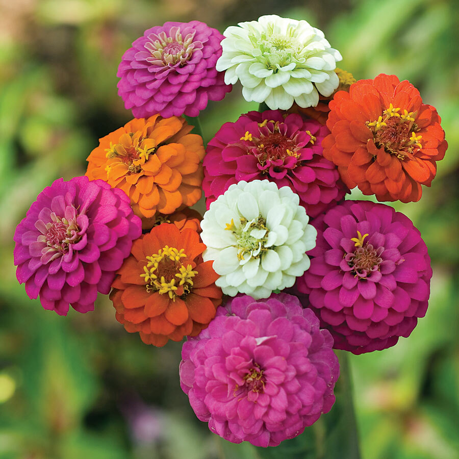 Thumbelina Zinnia Seeds Mix, Dwarf, Colorful, Container, Bouquet, FREE SHIPPING