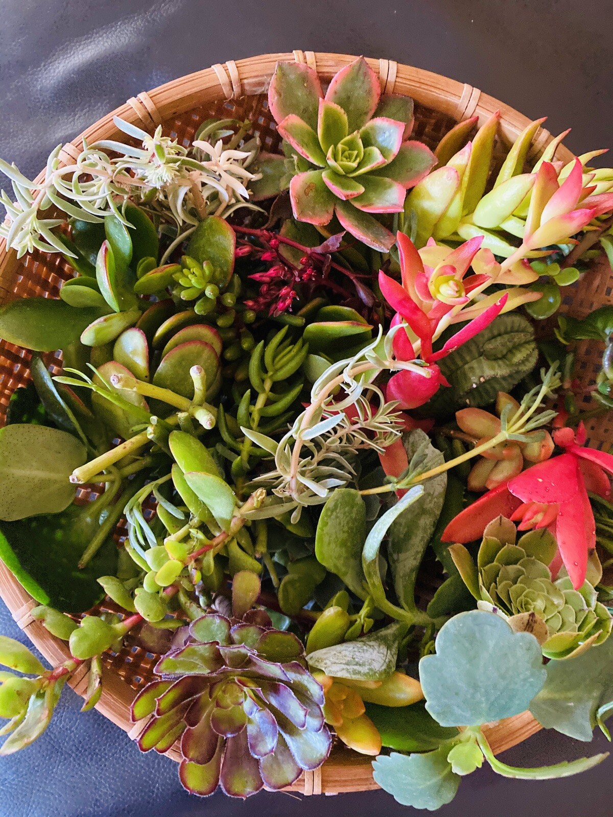 QUANTITY: 10 ORGANIC VARIETIES SUCCULENT – ASSORTED CUTTINGS $13.99