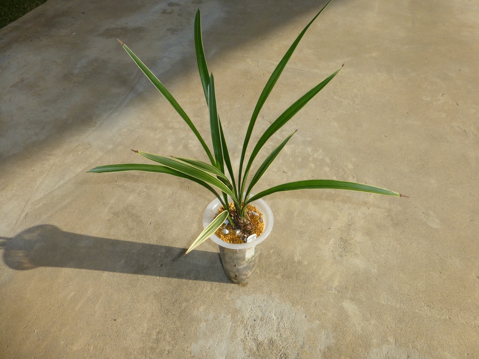 Cymbidium ensifolium “Golden Rainbow” 建兰 ‘黄金彩虹’ Highly Fragrant In Pot