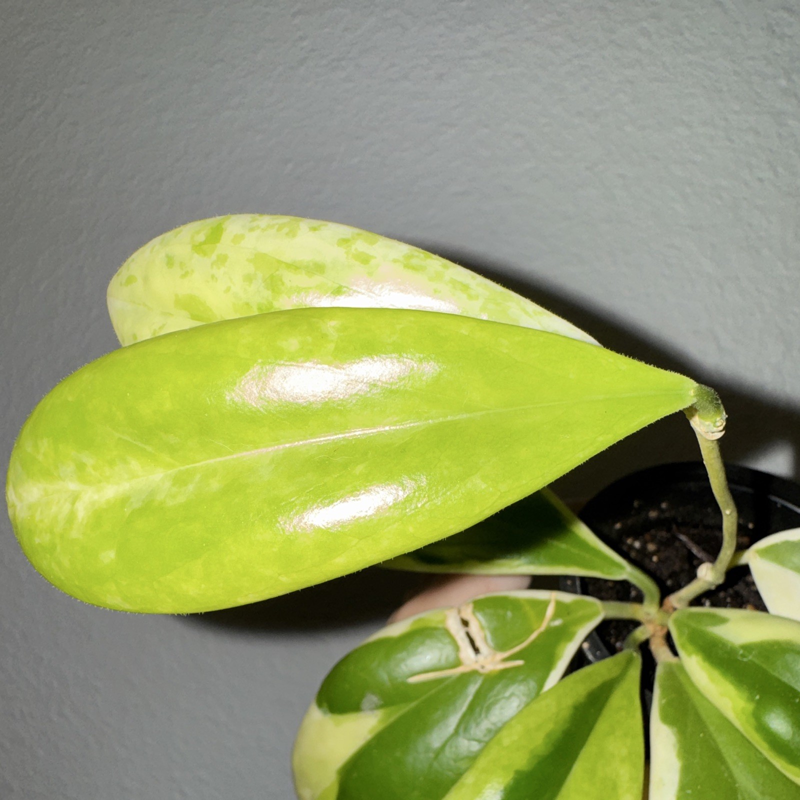 Hoya Incrassata Moon Shadow, high color, healthy mature mother plant