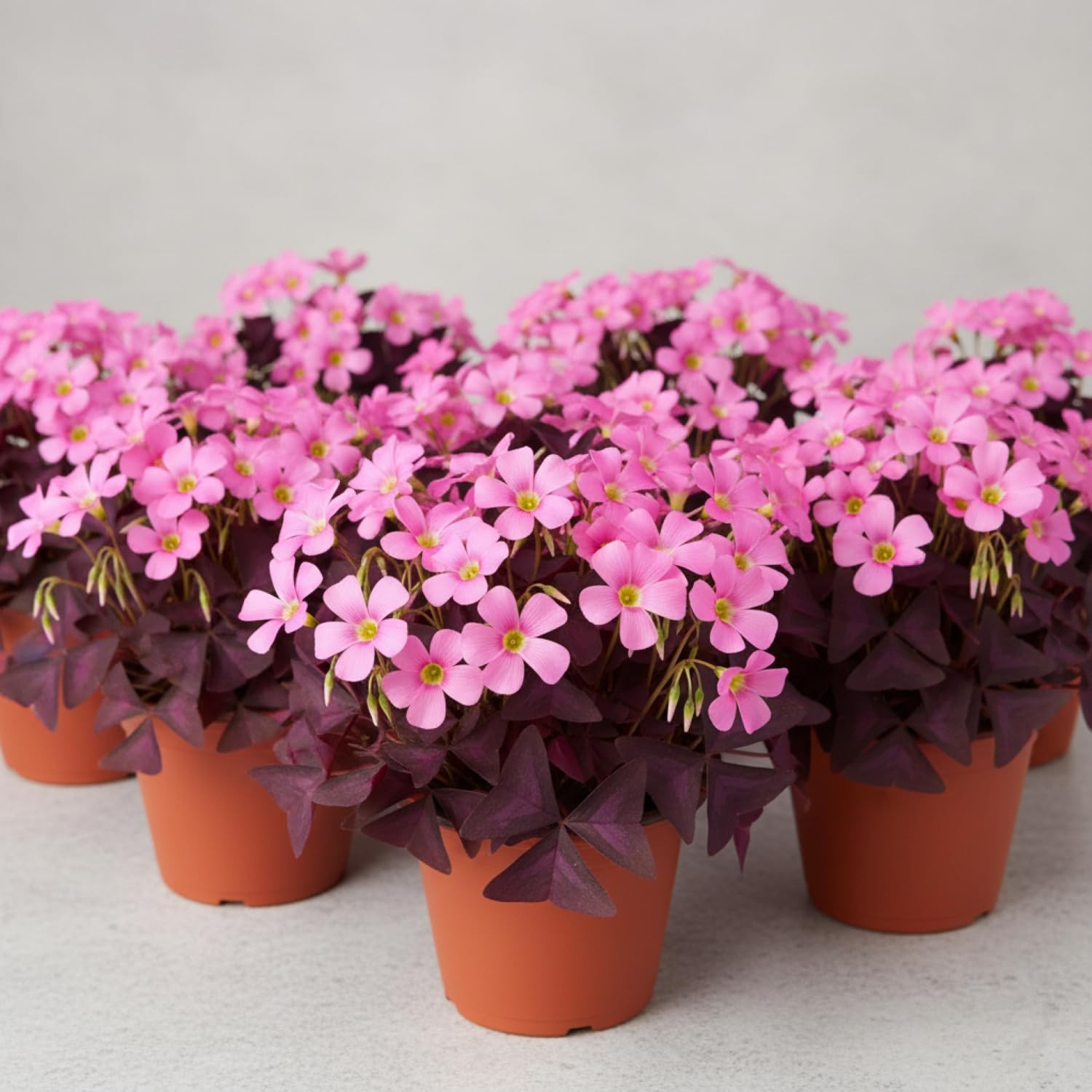 12 Purple Shamrock Bulbs Oxalis Triangularis for Planting, Flower Bulbs Indoor O