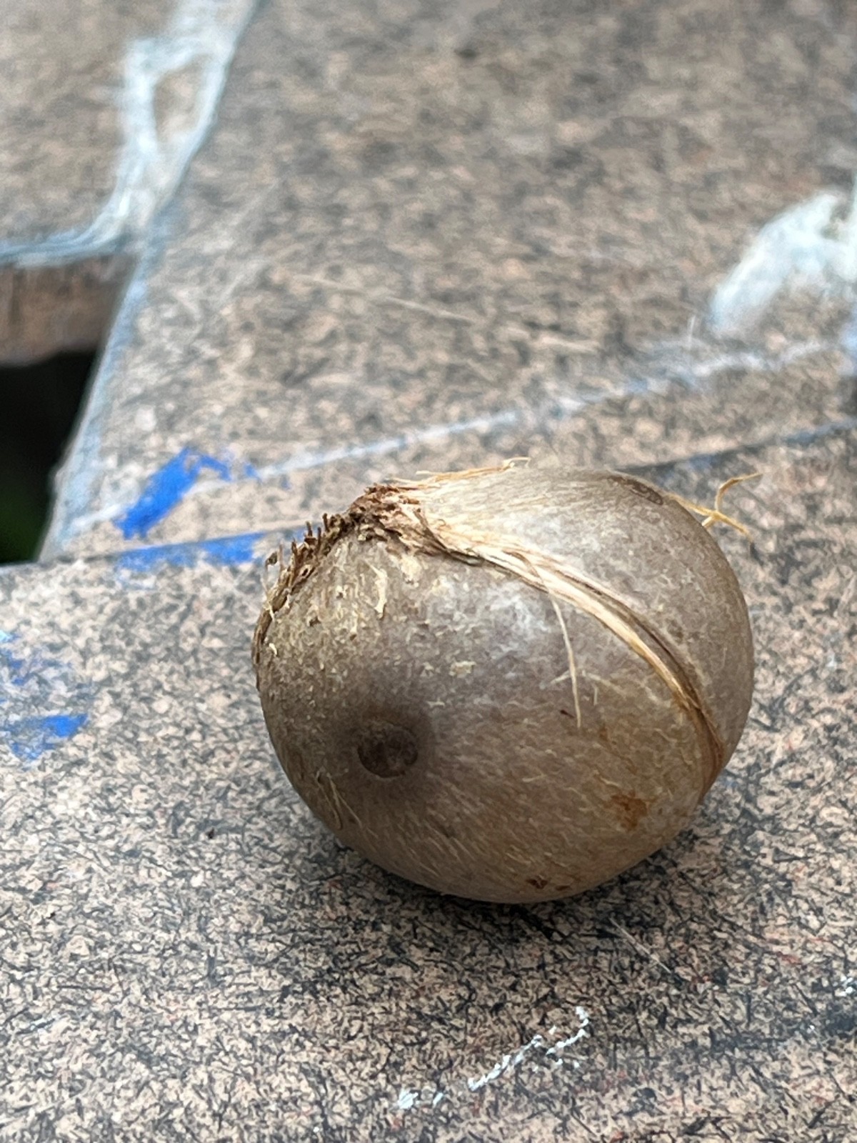 Jubaea chilensis (wine palm) tree seeds (225 seeds for $90)