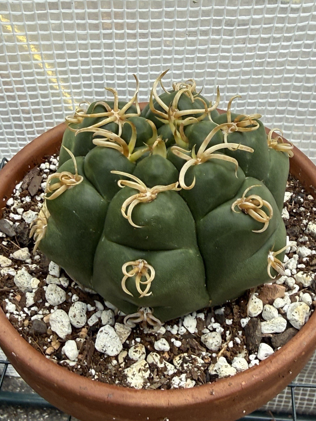 Gymnocalycium denudatum V. Braziliansis / Reaching 5 Inch Wide Now!