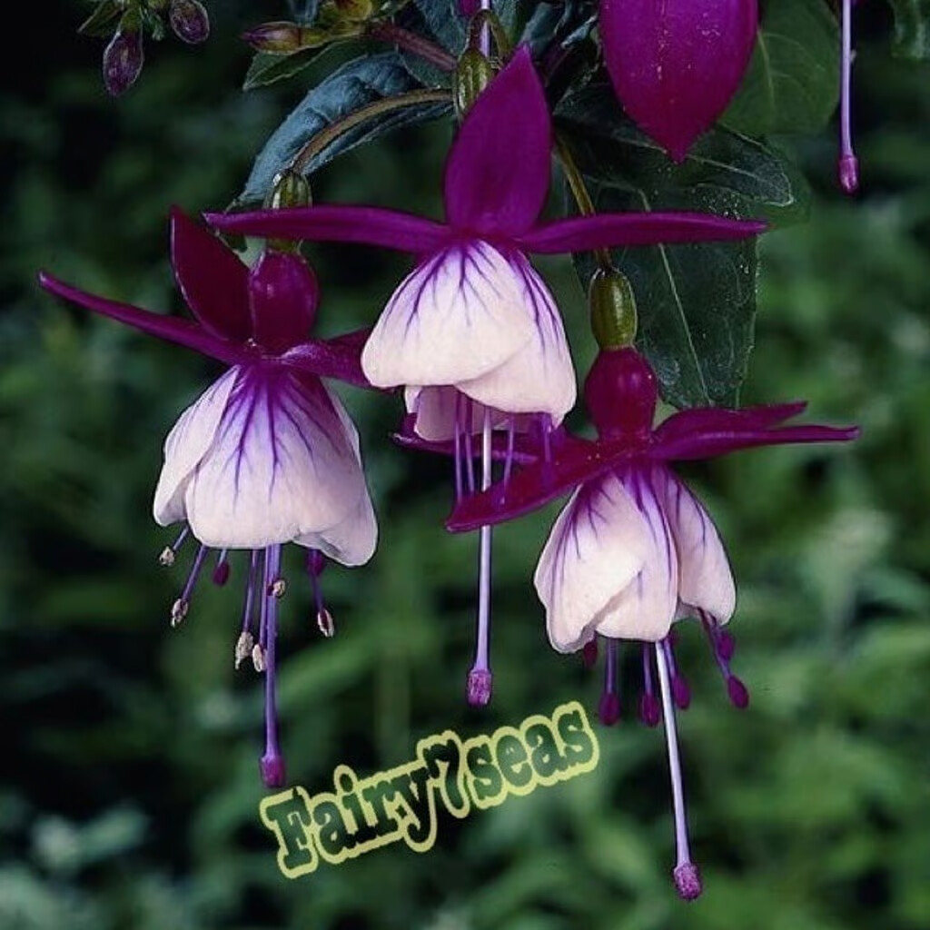 Fuchsia Flower Seeds – Deep Mauve- Floral Ballerina
