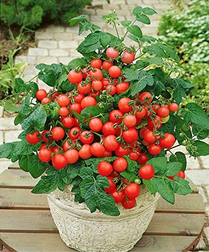 – 40+ Seeds Indoor Dwarf Tomato Year-Round – Vegetable Red