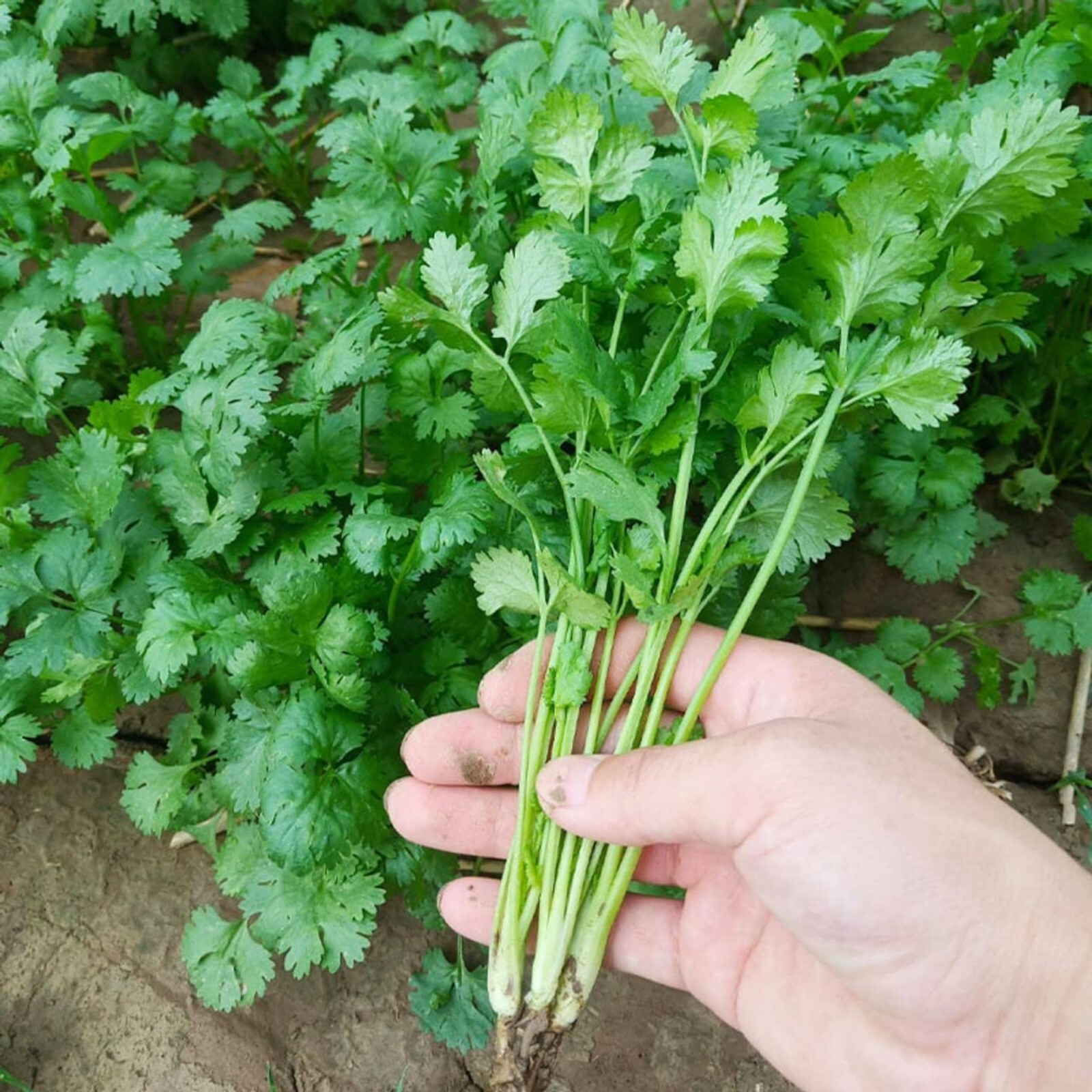 Sow Right Seeds – 1000pcs Cilantro Seeds for Planting – Heirloom Coriander Herb.