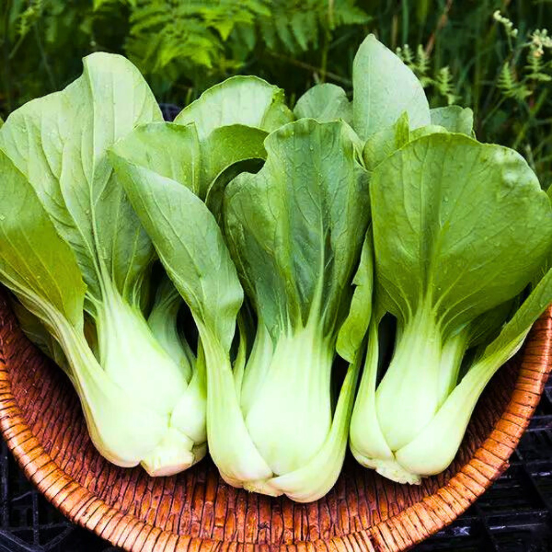 Fresh Canton Pak Choi Bak Choi Seeds | Heirloom Non-GMO | Asian Vegetable Seeds