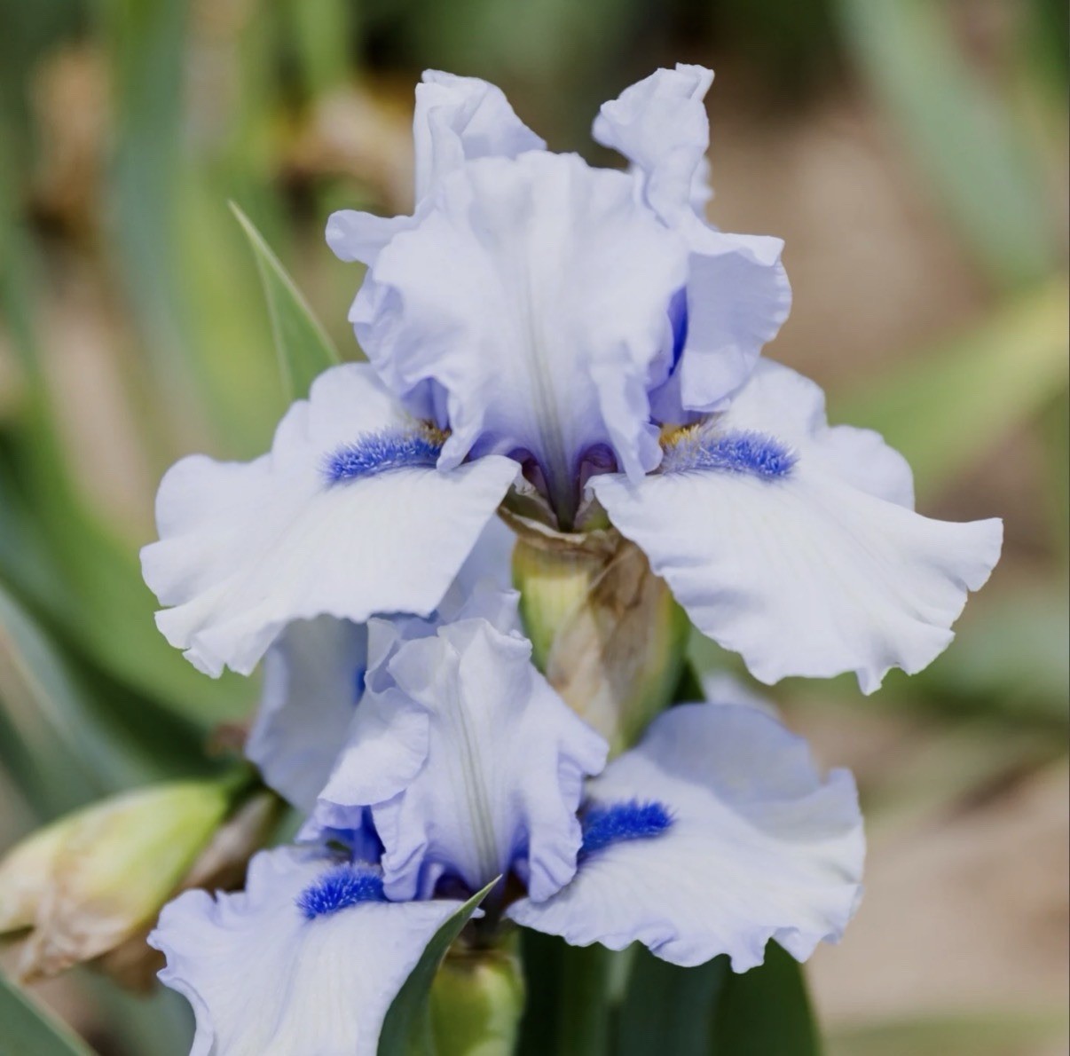 Frosty Spirit BEARDED IRIS Fresh Dug Rhizome-Reblooming
