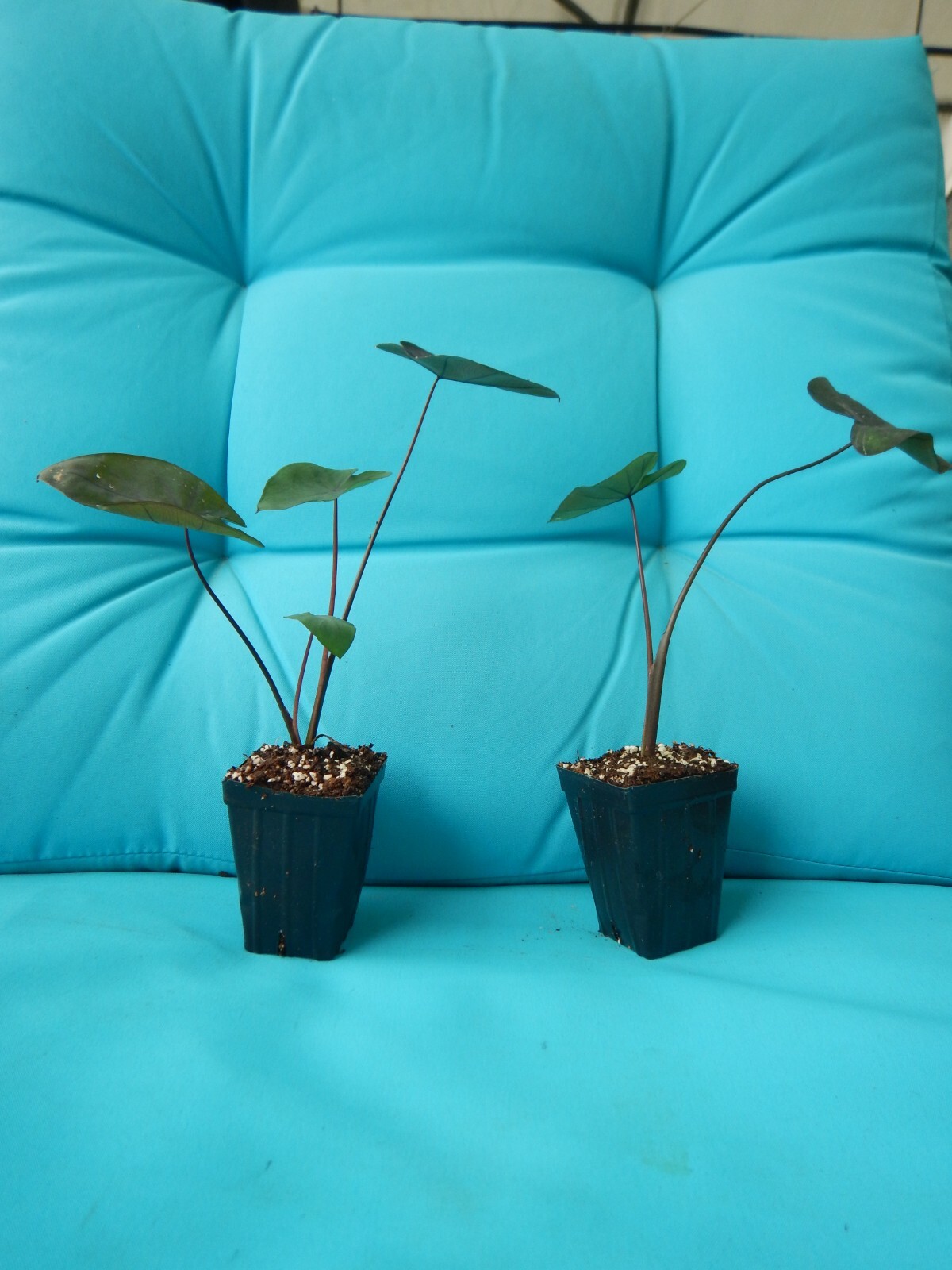 Black Magic – Colocasia esculenta- Elephant Ear – SMALL ROOTED STARTER Plant