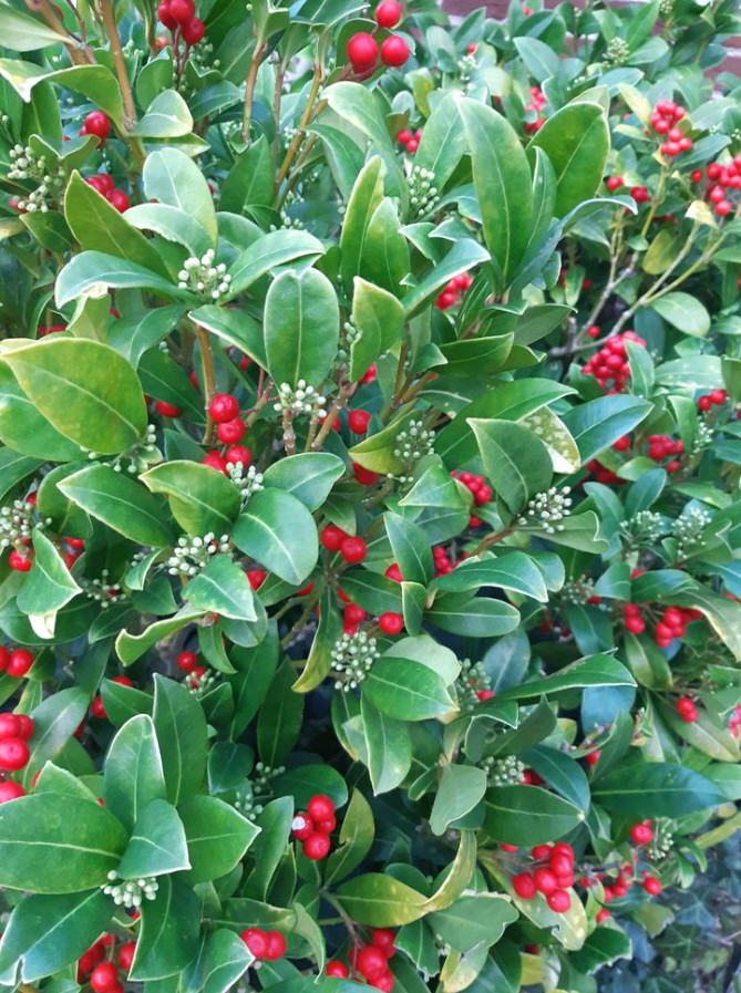 Live Needle Point Holly Plant – Quart Pot – No Ship to AK, HI & P.R.