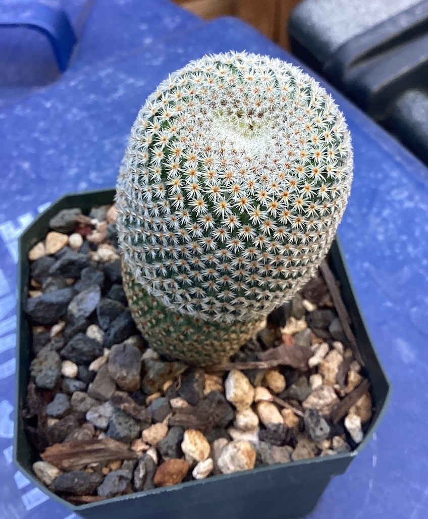 Beautiful-Mammillaria Crucigera RARE!!! Cactus (Own Roots) -Sold Potted As Shown