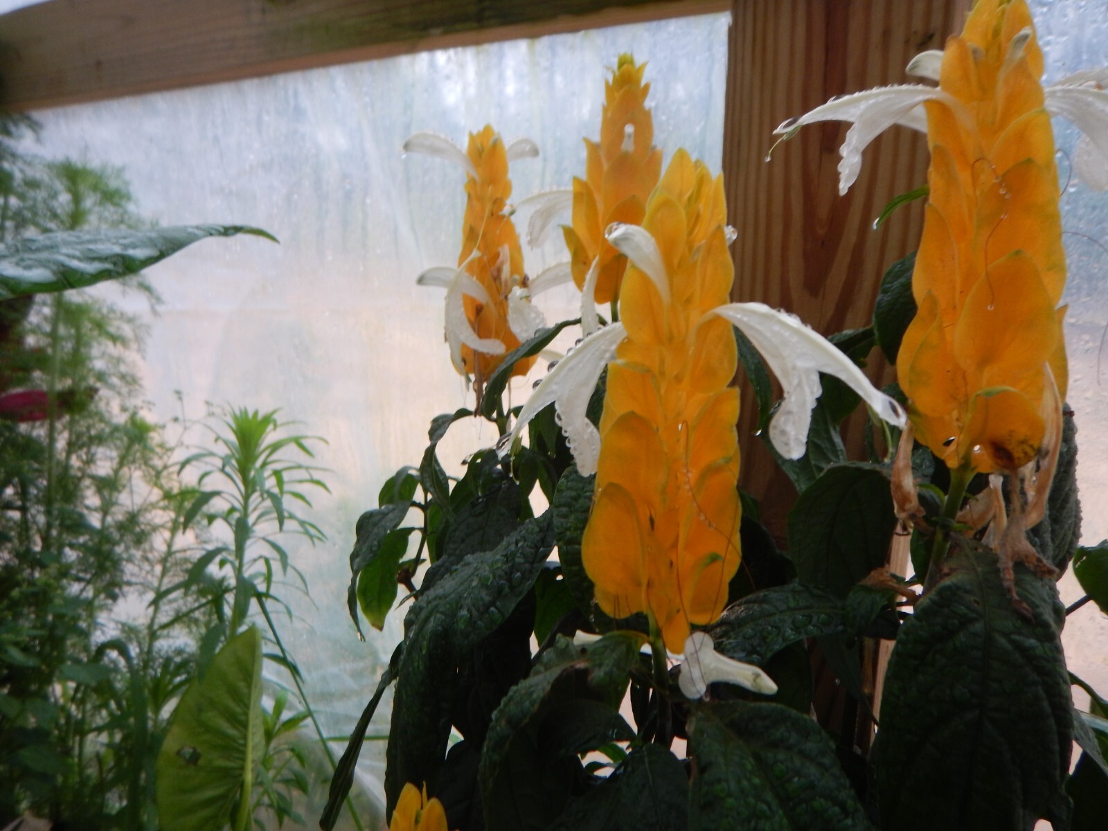 GOLDEN SHRIMP PLANT~~ Justicia brandegeana, Pachystachys Lutea,~~STARTER PLANT!!