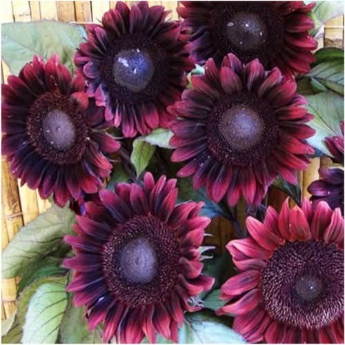 Procut Red Sunflower Seeds For Planting (Helianthus annuus)