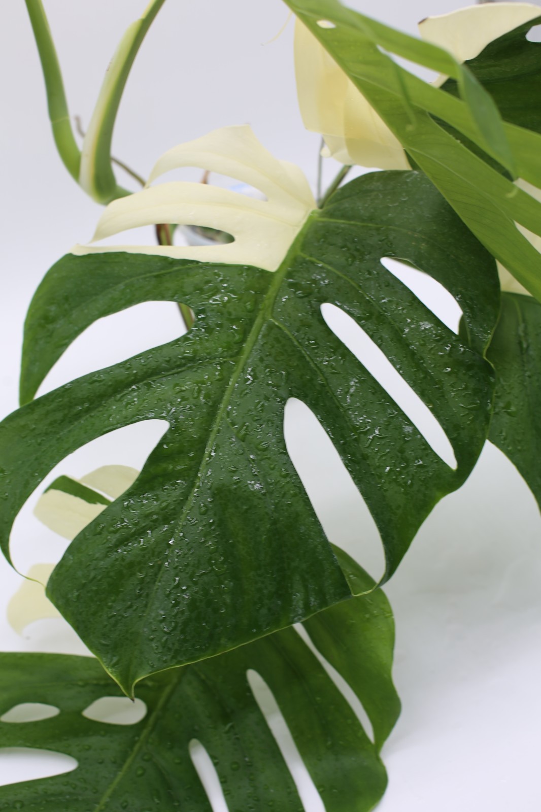 Monstera Albo Borsigiana Variegated Top Cutting Rooted